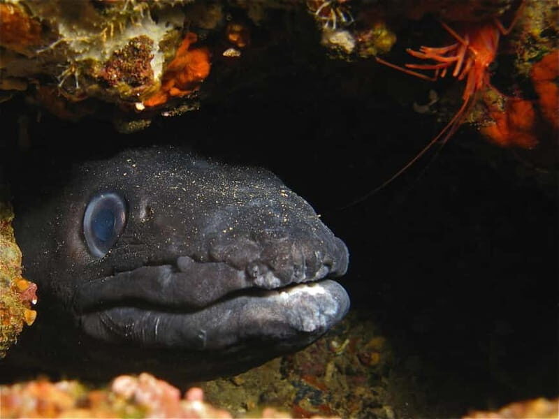 Elba Island: Double Dive with Instructor and Snacks - The Underwater Experience