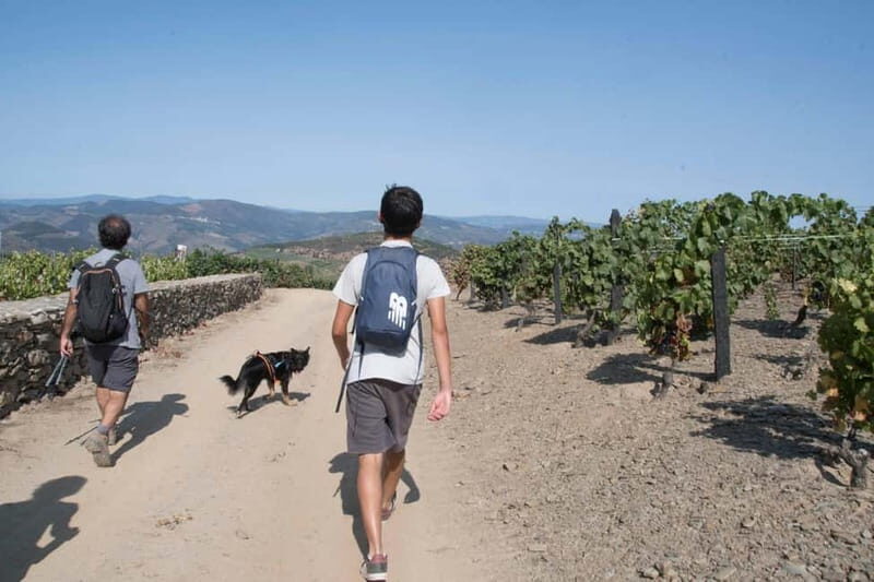 Ervedosa do Douro: Guided Walking Tour with Picnic Lunch - Who will love this tour?