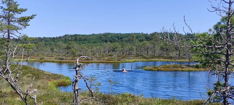 Escape from Tallinn  Hike, Swim, Forage & Cuddle Sled Dogs - A Natural Escape from Tallinn’s City Life