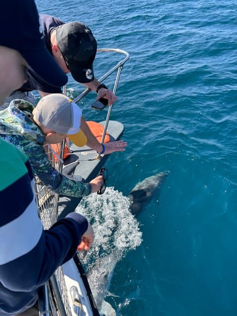 Estepona: Dolphins Searching Sea Cruise with Drink & Snacks - The Itinerary in Detail