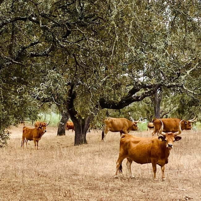 Évora: Cork Factory and Cork Farm Lunch included - The Practical Side: Is It Worth the Price?