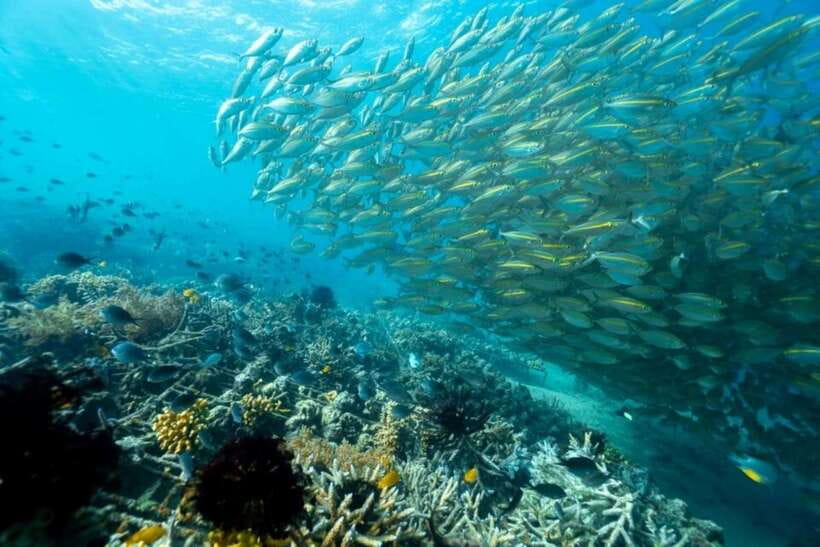 Exclusive Gili Nanggu, Sudak, and Kedis Tour Featuring GoPro - Who Will Love This Tour?