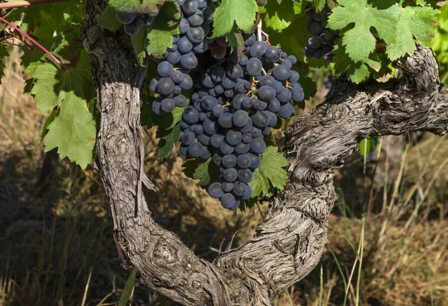 Exclusive Wine Tour: Sardinian Winery + Round-Trip Transfer - What You Can Expect From This Sardinian Wine Tour