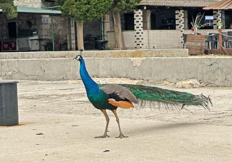 Faana: Brijuni Islands Cruise with Peacock Island Stop - Why This Tour Works