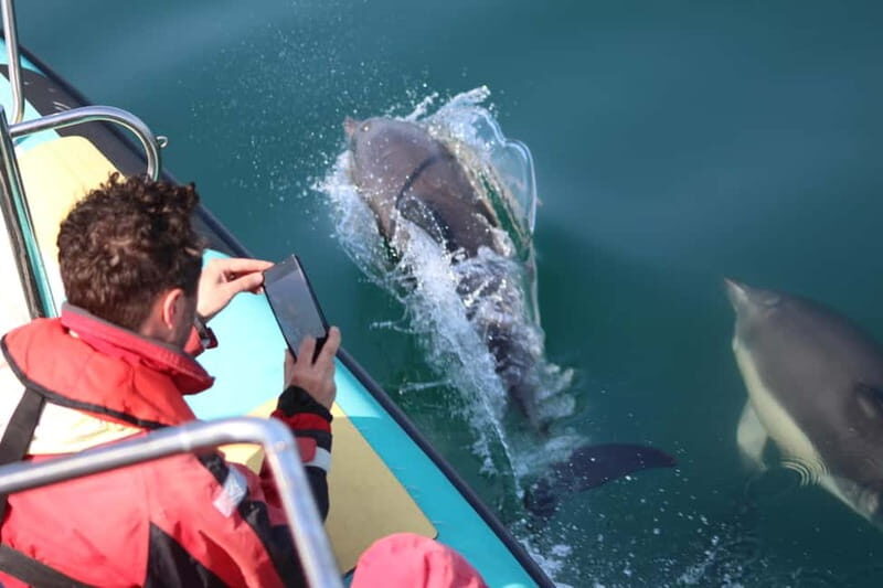 Falmouth: 2 Hour Wildlife Watching RIB Tour - What Makes This Tour Special
