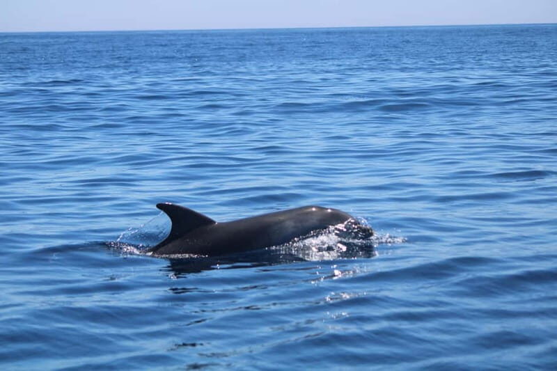 Faro: Funtastic Dolphin Watching Boat Tour - Who Should Consider This Tour?