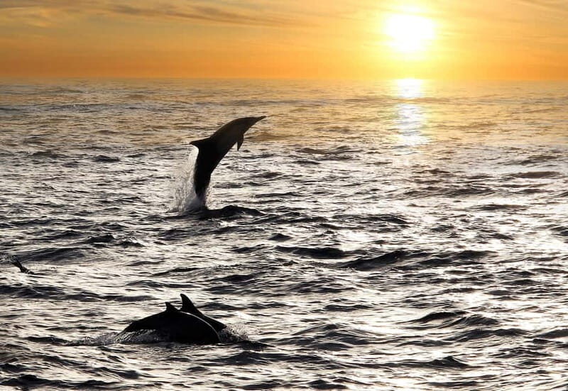 Fazana: Dolphin Finder in Brijuni islands Safari with Dinner - Final Thoughts: Is This Tour Worth Your Time?