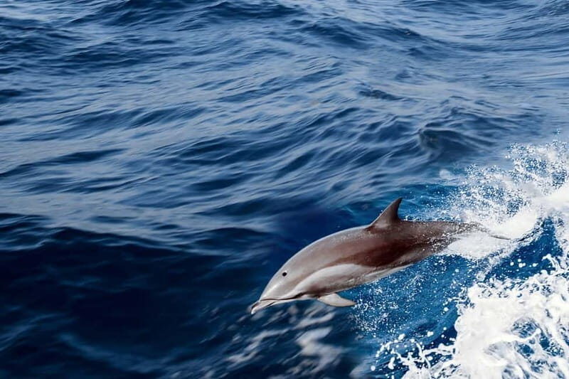 FAZANA Koralj DOLPHIN Boat Tour NP Brijuni - Authentic Experiences and Authenticity Counts