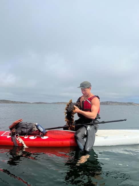Fjällbacka: Seaweed Picking and SUP Paddling Tour - Who Will Love This Tour?