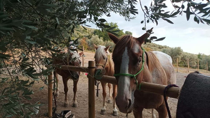 Foligno: horseback riding with aperitif - The Value and Overall Impression