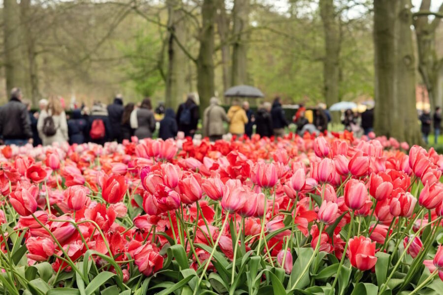From Amsterdam: Keukenhof Tulips, Windmills & Volendam - The Scenic Tulip Fields