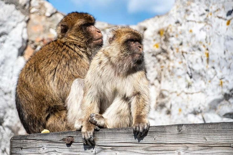 From Benalmadena: Gibraltar Day Trip - A Deep Dive into the Gibraltar Day Trip from Benalmadena