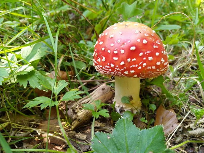 From Brasov: Half-Day Foraging Lesson - The Logistics: What’s Included and What’s Not