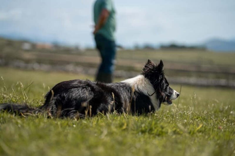 From Dublin: Wicklow, Glendalough, Waterfall & Sheepdog Demo - What’s Included & What’s Not  