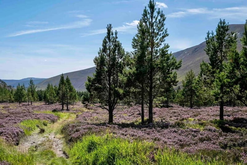 From Edinburgh: 4,000ft Mountain Hike - Scottish Highlands - Journey into the Scottish Highlands: An Overview  