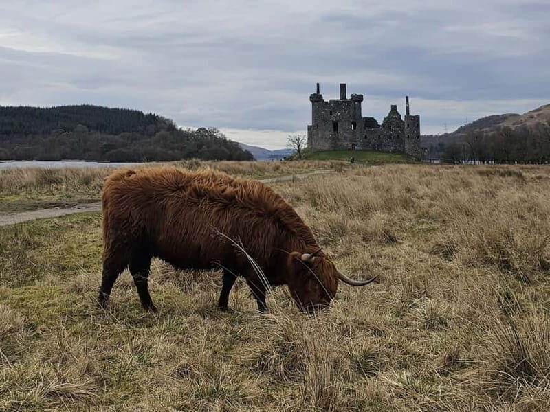 From Edinburgh: West Highlands Luxury Private Day Tour - The Practical Aspects: Comfort, Value, and Logistics