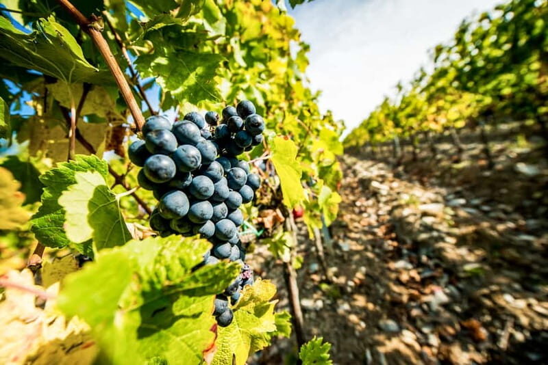From Florence: Tuscany Wine & Food Tour with Guide - What You’ll Take Home