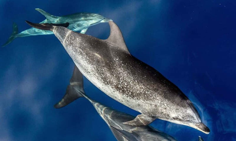 From Funchal: Ecological Catamaran Dolphin Whale Watching - How the Itinerary Unfolds