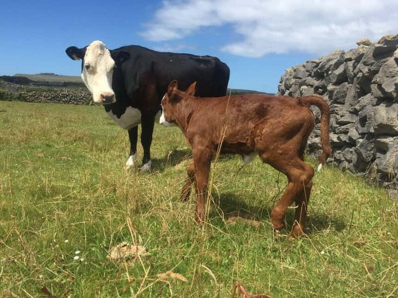 From Galway; Aran Islands day Tour & Cliffs of Moher cruise - Cliffs of Moher: From Land to Sea  