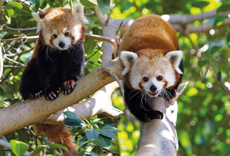 From Gran Canaria: Day Trip to Loro Parque Tenerife - The Park: What to Expect
