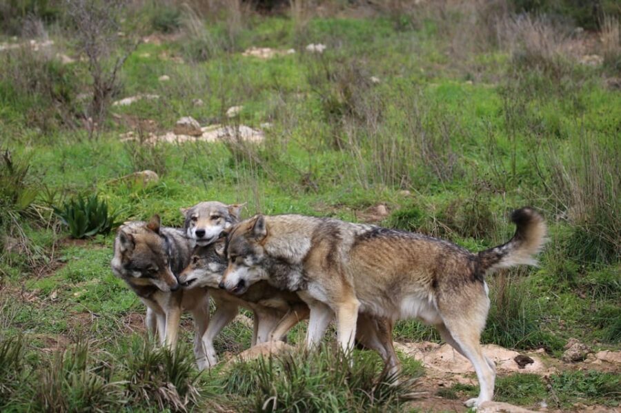 From Granada: Lobo Parque and Torcal de Antequera, Adventure Excursion - Who Will Love This Tour?