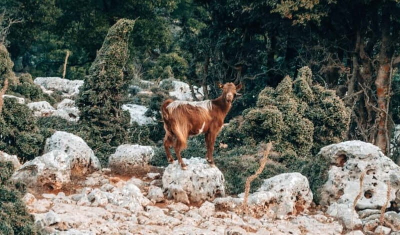 From Heraklion: Imbros Gorge Private Tour - The Itinerary: Step-by-Step