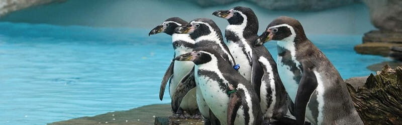 From Krakow: Zoo Trip with Private Luxury Transfer - Is This Tour Right for You?