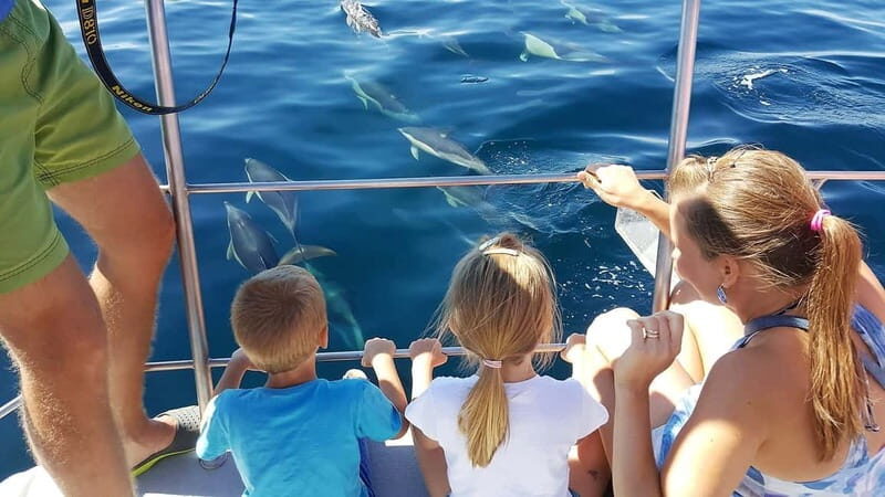 From Lagos: Dolphin Watching Catamaran Cruise - What to Expect: From Coastline to Dolphins