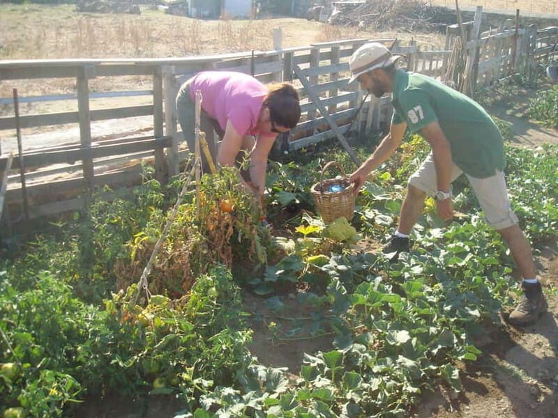 From Mykonos: Ano Mera Farm Tour - The Value of This Tour