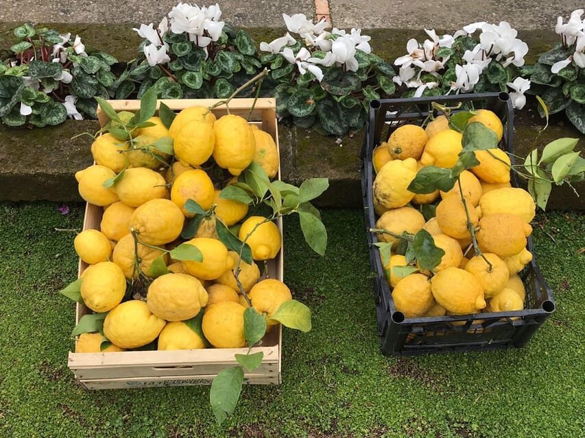 From Naples: Sorrento Lemon Grove Guided Tour - A Detailed Look at the Sorrento Lemon Grove Guided Tour