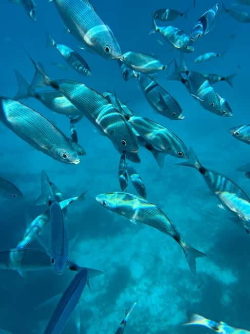 From Palau: Rubber dinghy tour of the La Maddalena Archipelago - The Bottom Line: Who Will Love This Tour?  