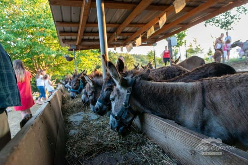 From Podgorica: Donkey Farm Visit - Exploring the Itinerary: What You Can Expect from Start to Finish  