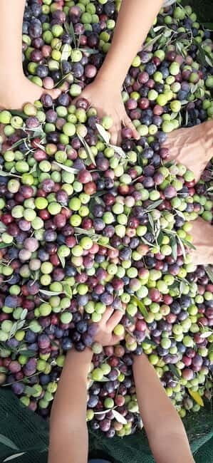 From Pore: Motovun & Gronjan with Local Products Tasting - Tasting the Flavors of Istria: Olive Oil and Local Products
