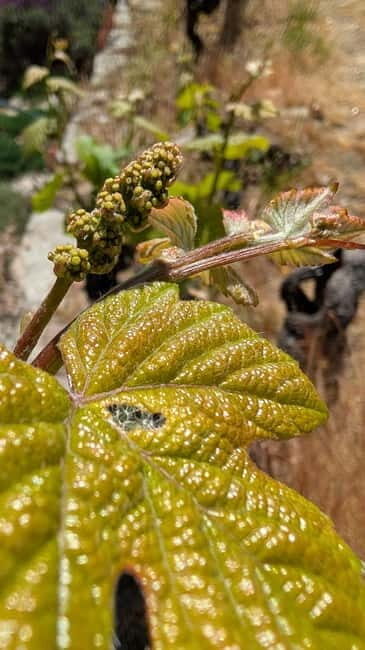 From Porto: 2 Wine Regions, Farm-to-Table Lunch & Boat - Who Will Love This Tour?
