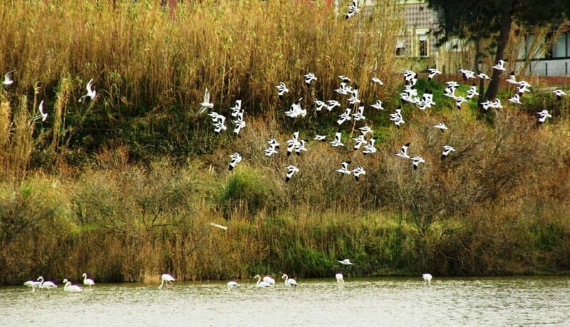 From Porto to Aveiro: Cruise, Aves, Salinas, Costa Nova, and Vista Alegre - A Day Well Spent: What to Expect