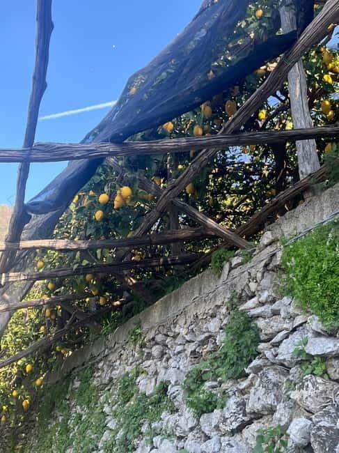 From Positano: Lemon Tour with Tasting Session and Transfer - Seamless and Comfortable Transfers