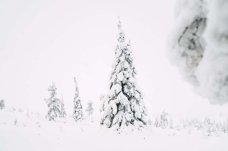 From Rovaniemi: Frozen Wonderland Riisitunturi Winter Hike - Who Will Love This Tour?