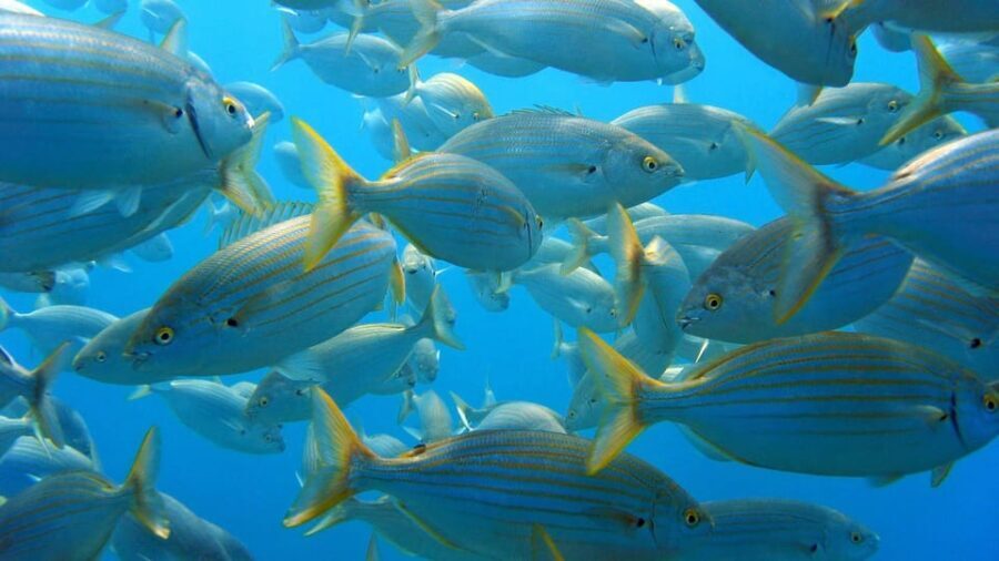 From San Teodoro: snorkeling in Tavolara and Molara - The Route and What to Expect