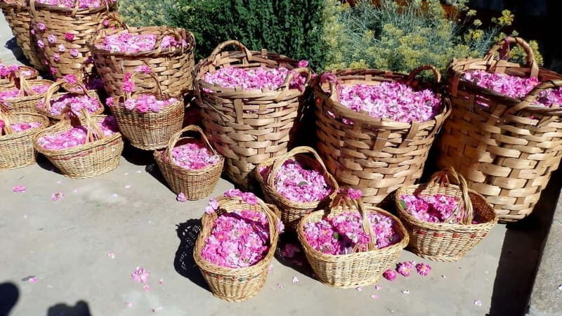 From Sofia: The Rose Valley & Koprivshtitsa 12 hrs Day Tour - What the Reviews Say