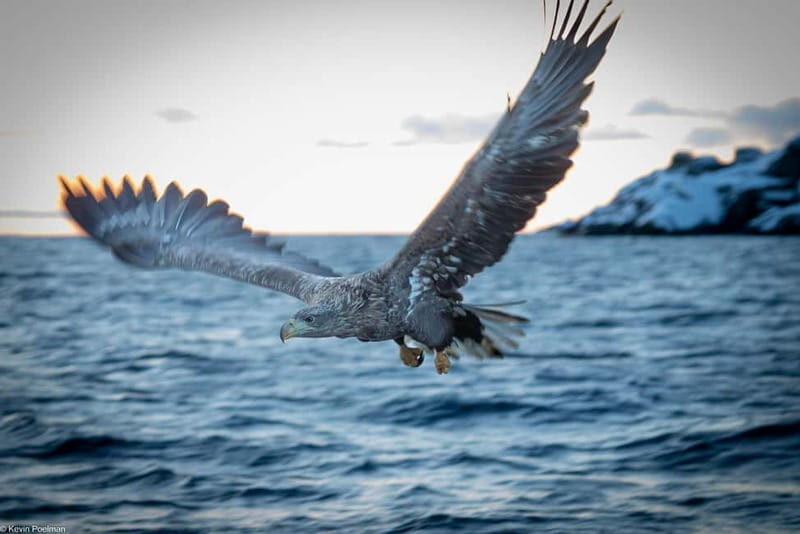 From Svolvær: RIB Boat Lofoten Trollfjord Sea Eagle Safari - An In-Depth Look at the Experience