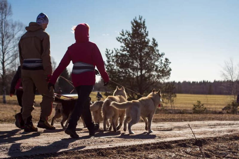 From Tallinn: Husky Park Tour with Cani-Cross Hike - A Detailed Look at the Experience