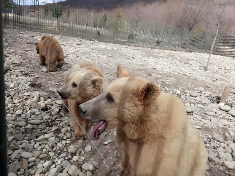 From Tbilisi: Sabaduri, Bears, Jvari & Chronicle of Georgia - Itinerary Breakdown