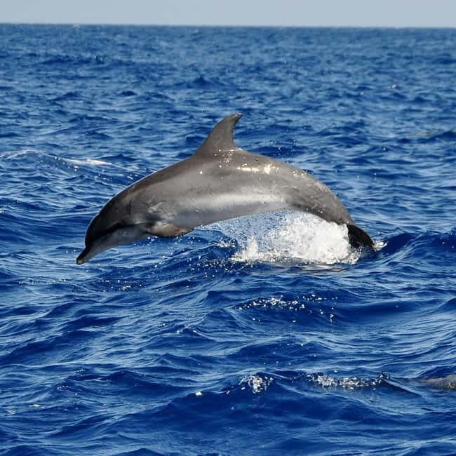 Fuerteventura: Catamarán navegación a vela y delfines. - The Itinerary Breakdown: Whats Special at Each Stop?