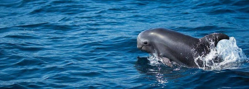 Fuerteventura: Dolphin watching and Lobo Island Combo Cruise - The Itinerary in Detail