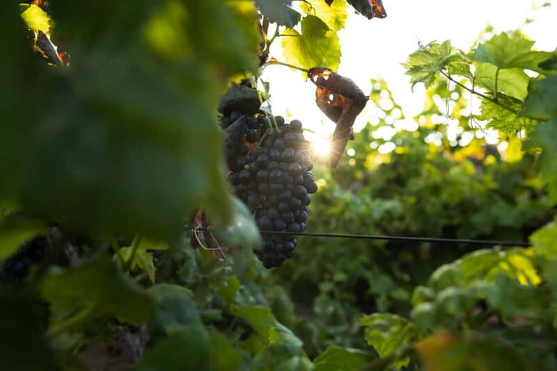 Fuerteventura: Tour & tasting at Conatvs Winery - Exploring the Vineyard
