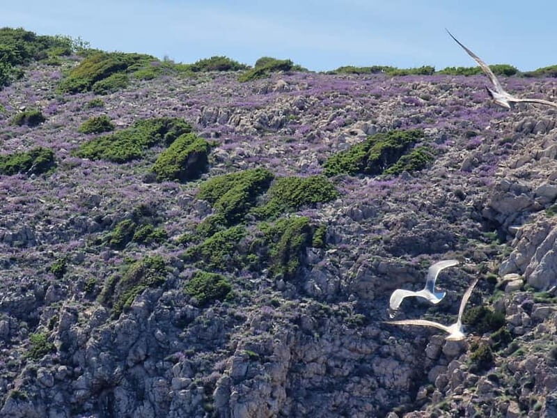 Full day boat-trip Medulin, blue Cave, Cres + dolphin search - What the Experience Means for Travelers