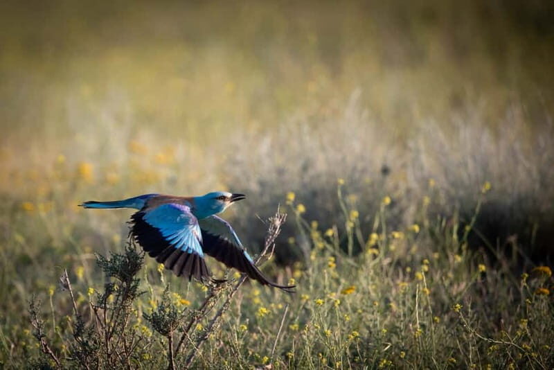 Full-day Private Wilderness tour in Vashlovani National Park - Why This Tour Offers Real Value