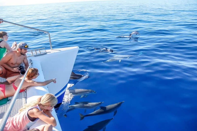 Funchal:Hop-on Hop-off Bus & Whale & Dolphin boat Excursion - Who Should Consider This Tour?