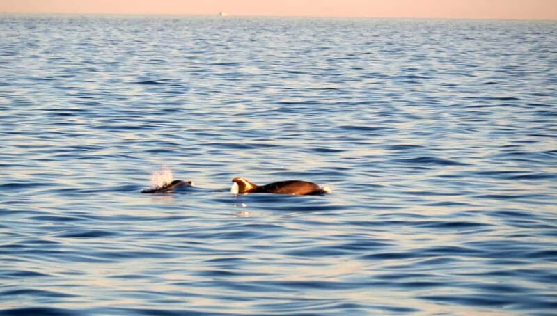Funtana,Vrsar: Dolphin safari, drinks included - Who Will Love This Tour?