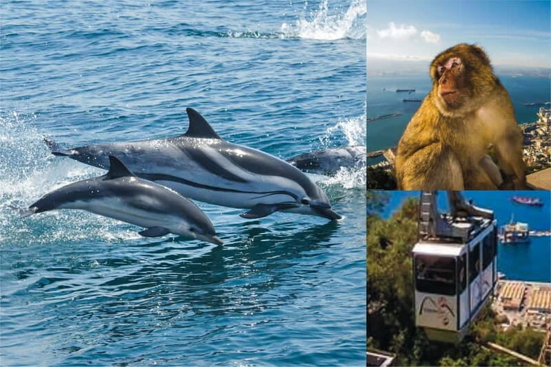 Gibraltar: Dolphin Watch Cruise & Cable Car Fast Track Combo - The Real Value of This Experience